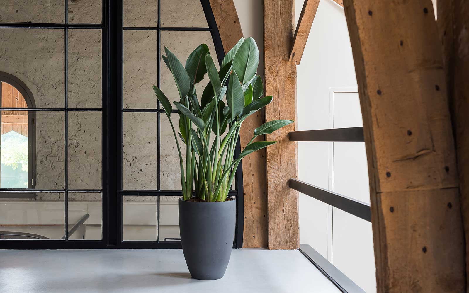 Large-Tall-Houseplants_2ec3e336-beaf-433b-ae8c-1083ff246587_1600x